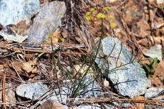 Lomatium marginatum