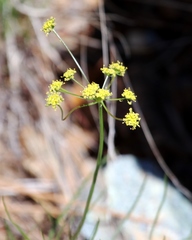 Lomatium marginatum