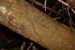 Coccoloba liebmannii