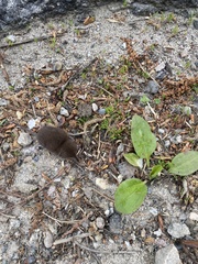 Sorex cinereus