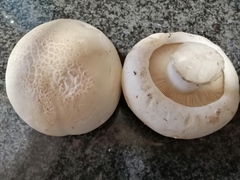 Leucopaxillus lepistoides