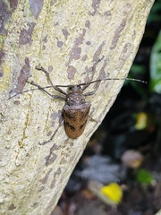 Jamesia papulenta