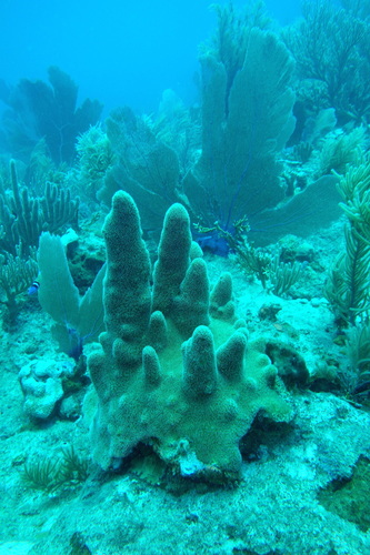 Dendrogyra cylindrus