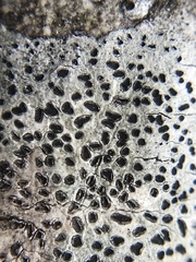 Phaeographis punctiformis