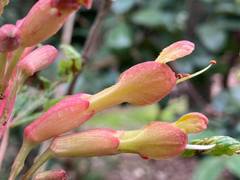Aesculus × mutabilis