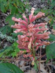 Aesculus × mutabilis