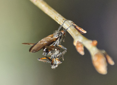 Empis borealis