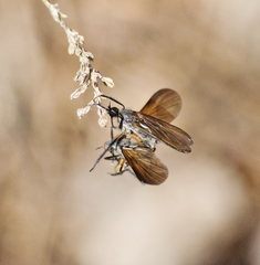 Empis borealis