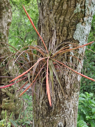 Tillandsia flabellata