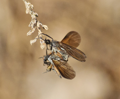 Empis borealis