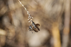 Empis borealis