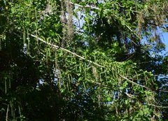 Coccoloba liebmannii