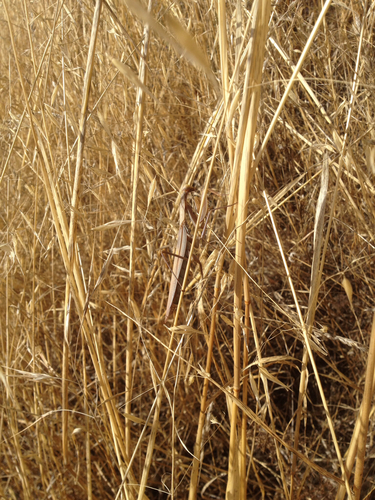 iNaturalist observation photo of European Mantis
