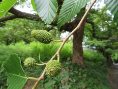 Alnus sieboldiana