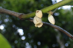 Diospyros morrisiana
