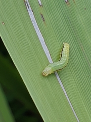 Epiphryne verriculata