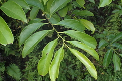 Diospyros morrisiana