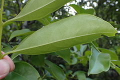 Diospyros morrisiana