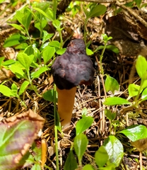 Gyromitra