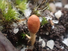 Cordyceps meneristitis