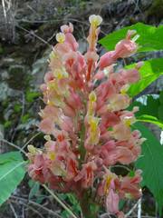 Aesculus × mutabilis