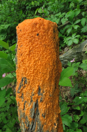 deer vomit