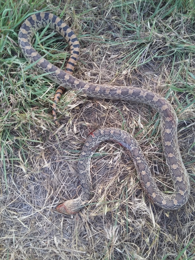 Bullsnake from Condado de Seward, Kansas, EE. UU. on June 8, 2016 at 08 ...