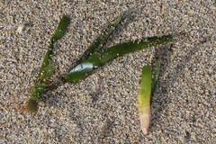 Cymodoceaceae