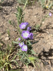 Phacelia linearis