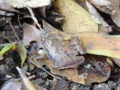 Microhyla berdmorei