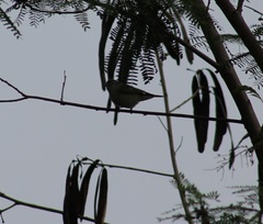 Vireo leucophrys