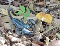 Heterometrus laoticus