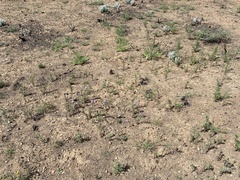 Phacelia linearis