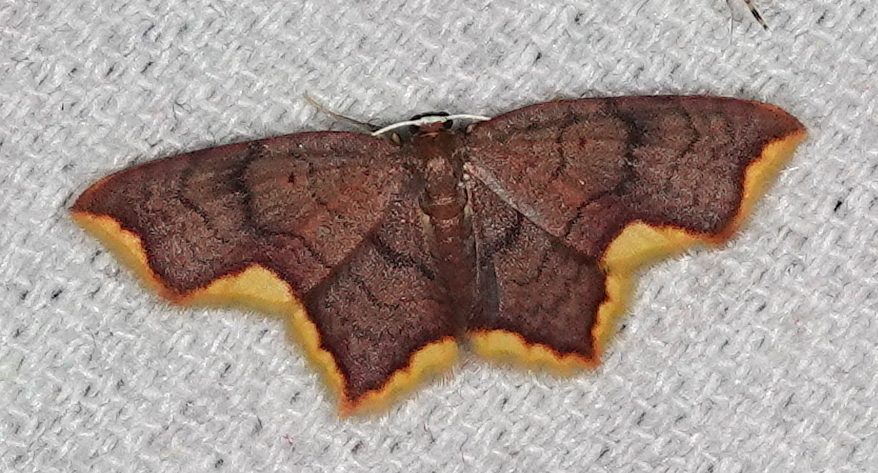 Eois chrysocraspedata