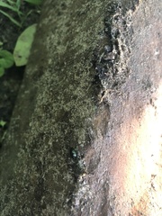 Leptinotarsa haldemani