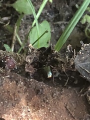 Leptinotarsa haldemani