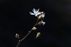 Lithophragma parviflorum parviflorum