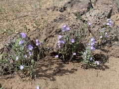 Phacelia linearis