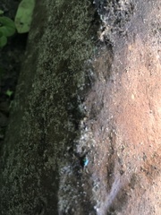 Leptinotarsa haldemani