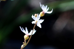 Lithophragma parviflorum parviflorum