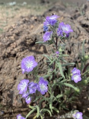 Phacelia linearis