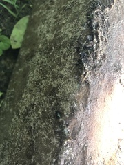 Leptinotarsa haldemani