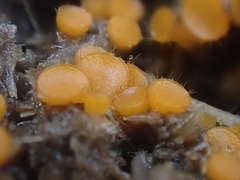 Cheilymenia coprinaria