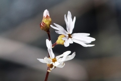 Lithophragma parviflorum parviflorum