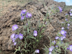 Phacelia linearis