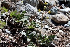 Sanicula bipinnatifida