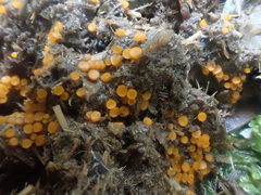 Cheilymenia coprinaria