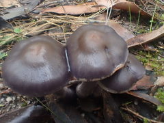 Thaxterogaster submagellanicus