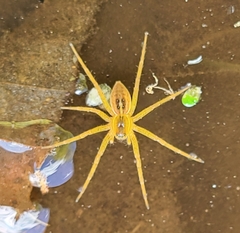 Dolomedes triton