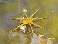Dolomedes triton